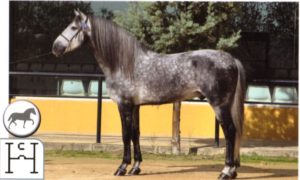 ORADOR XLII  PRE Stallion (pure Carthusain) JRR Status for Eventing